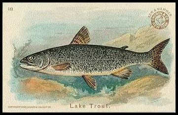 18 Lake Trout